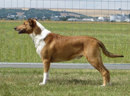 CH SK, J.CH SK, PL, SK Šampión šteniat, Mighty´s Spring Meadow Roy Rafer